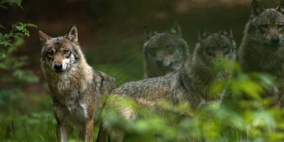 Lebensraum und Lebensweise der Wölfe in den Alpen