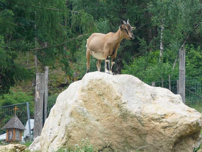 Tierarten im Alpen Wildpark