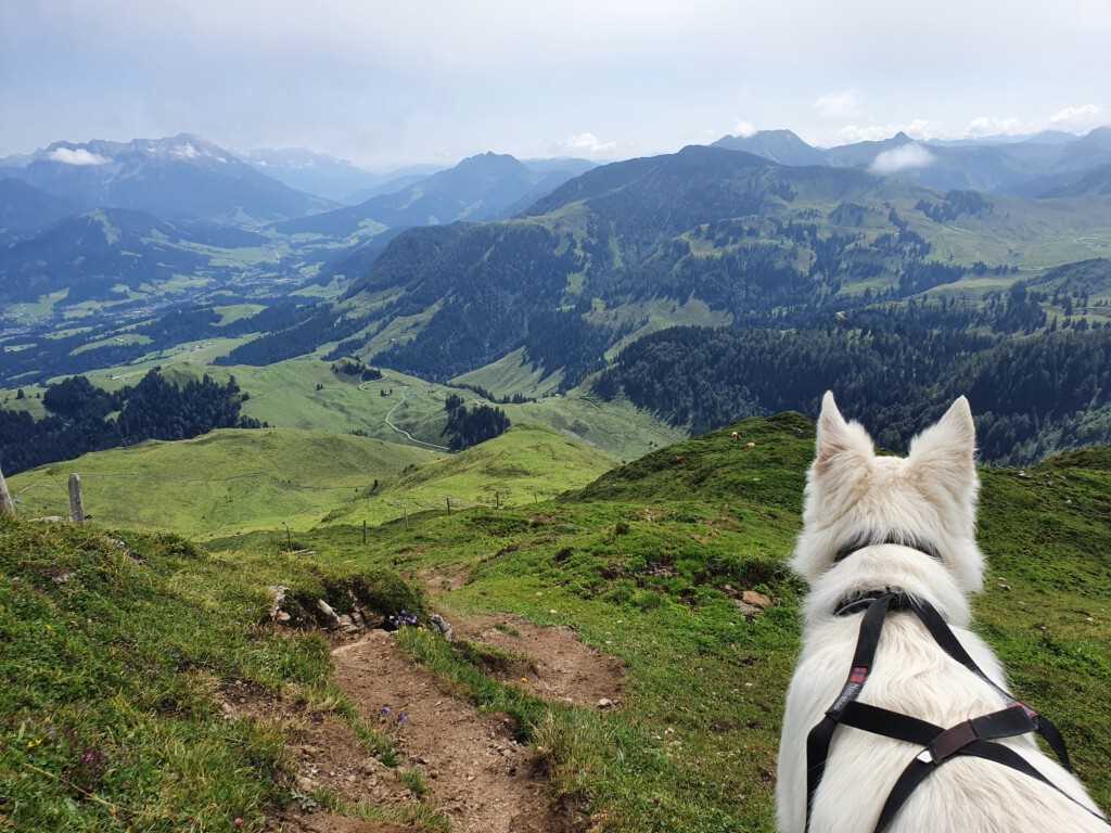 Wandern in den Alpen mit Hund