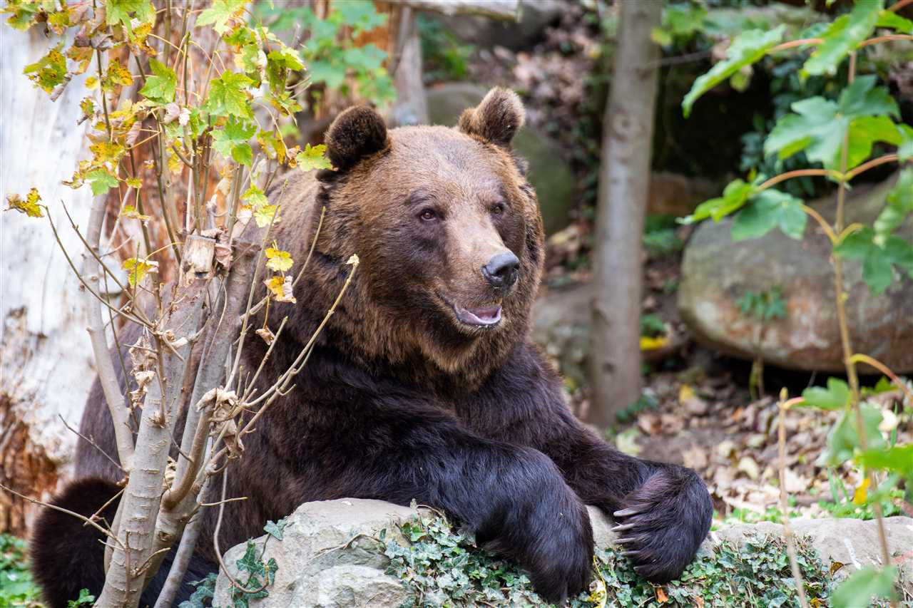 Verbreitung der Braunbären in den Alpen