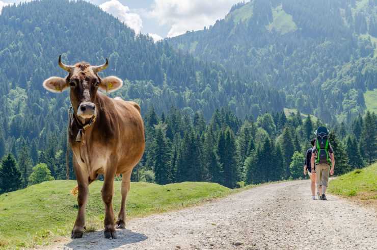 Kitzbüheler Alpen Wandern mit Kindern