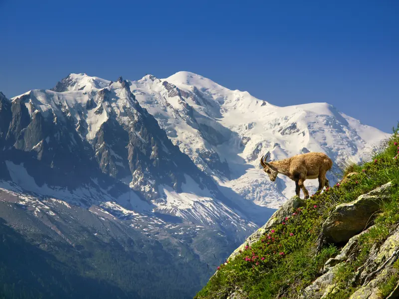 Das Alpen-Mittelland: Eine Mischung aus Bergen und Tälern