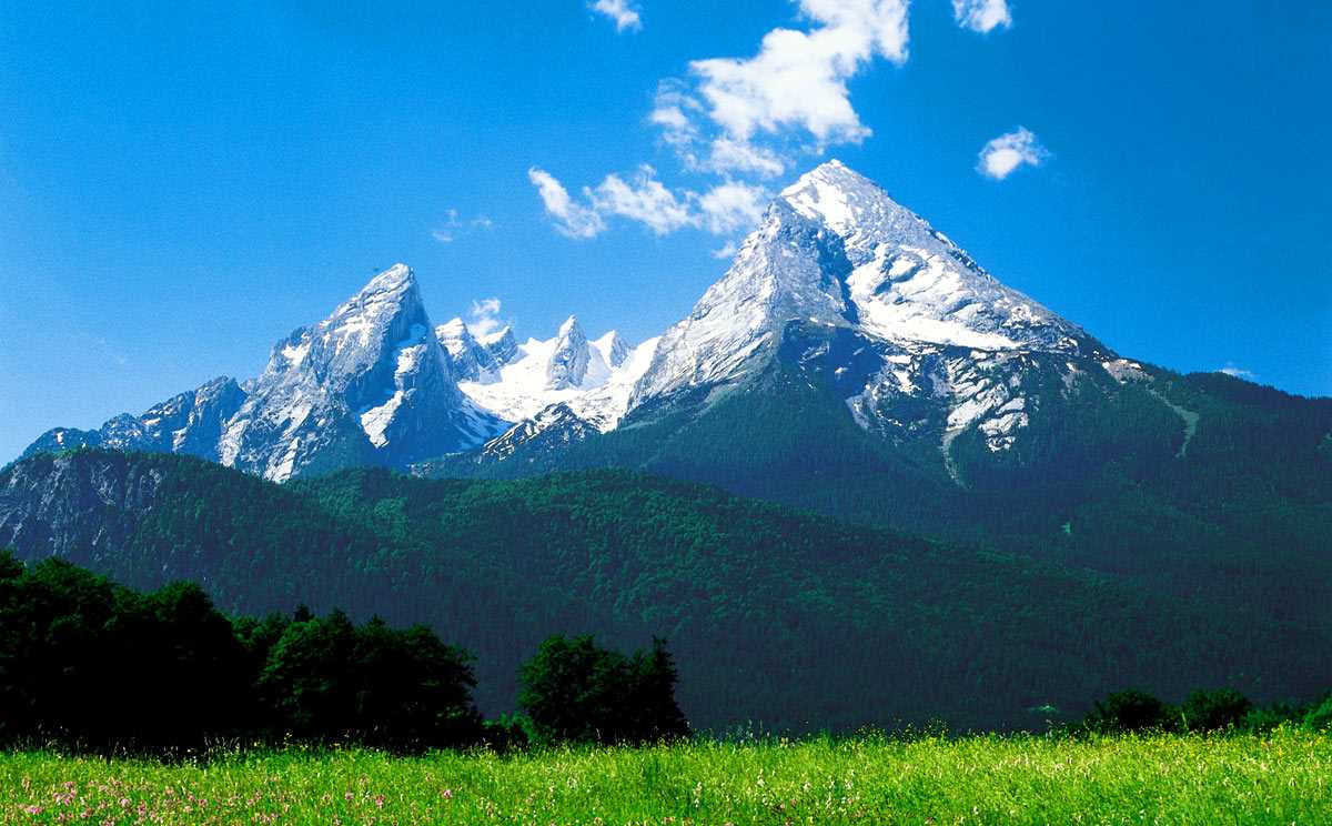 Die vielfältige Tier- und Pflanzenwelt der Alpen