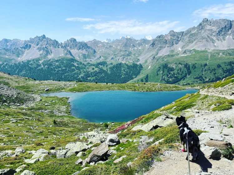 Die Tierwelt der Alpen