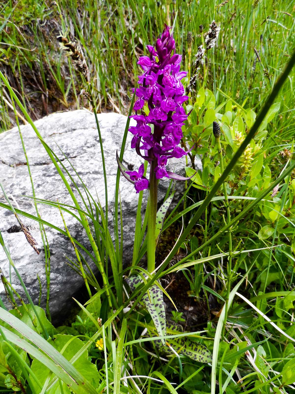 Die wunderschöne Welt der Orchideen