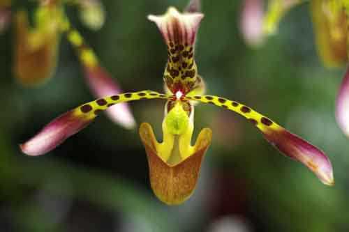 Der Lebensraum der Orchideen in den Alpen