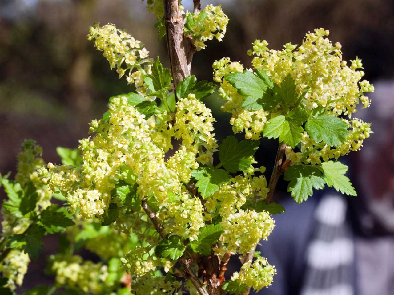 Die Bedeutung der Alpenjohannisbeere für Bienen