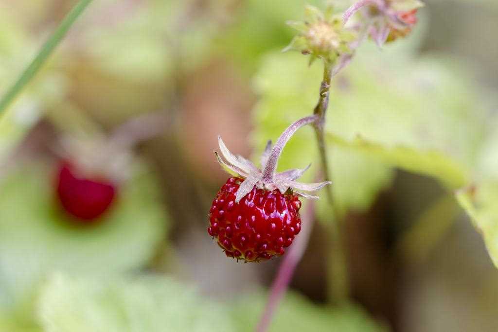 Die verschiedenen Arten von Beeren in den Alpen