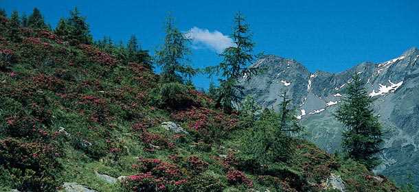 Die gesundheitlichen Vorteile des Verzehrs von alpinen Beeren