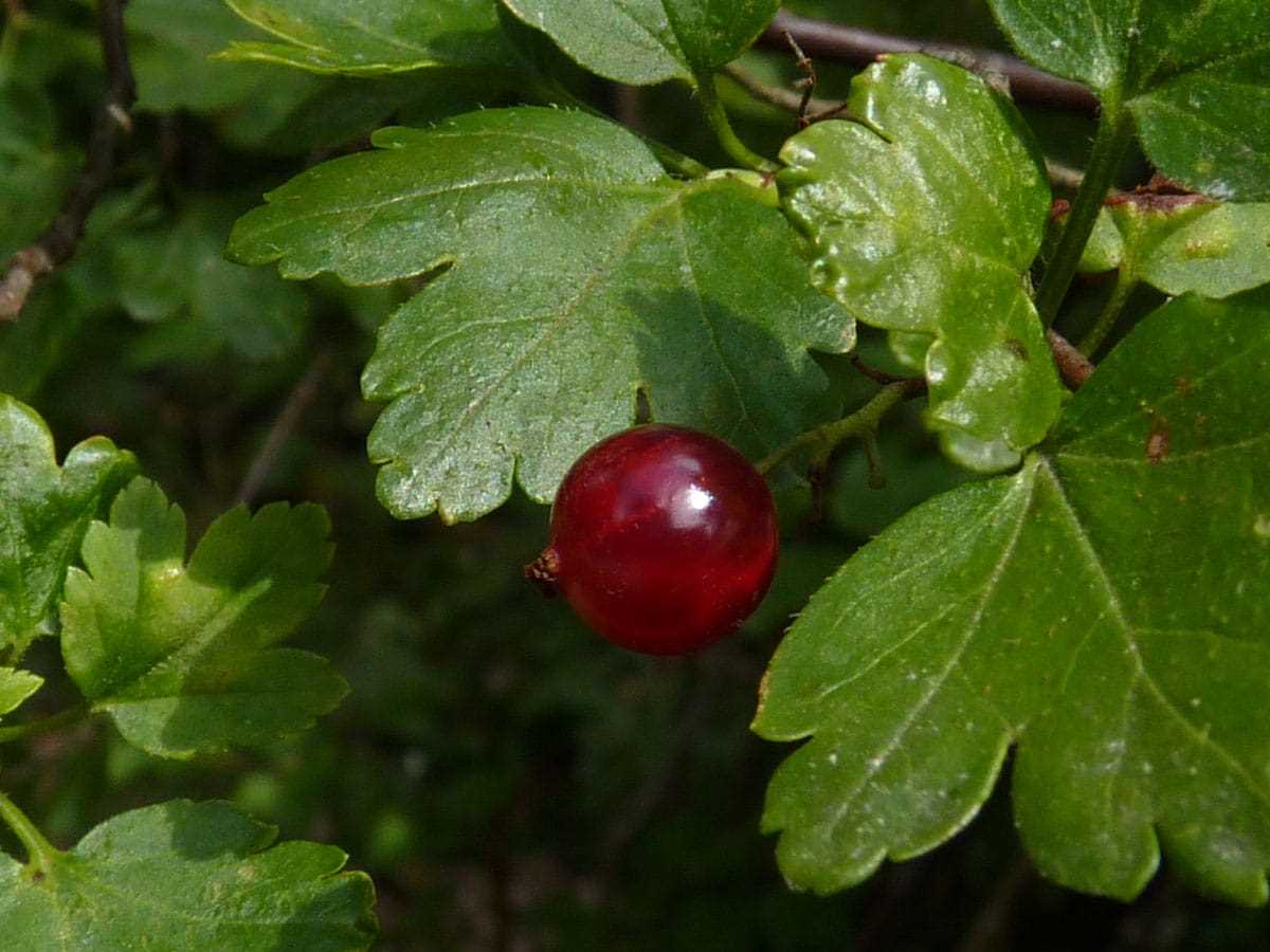 Nachhaltige Ernte und Schutz der alpinen Beeren